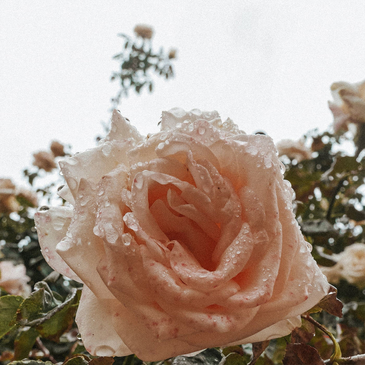 3 x Rose Water - Loelle